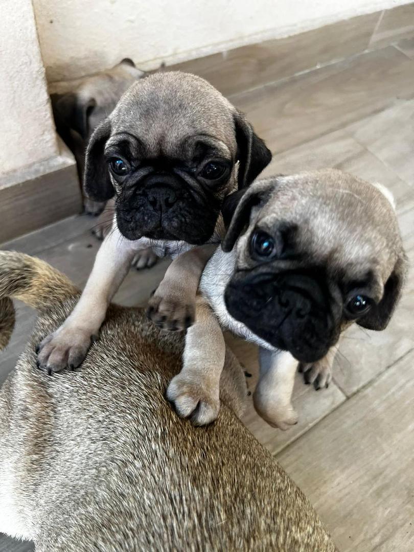 animales y mascotas - cachorros pug