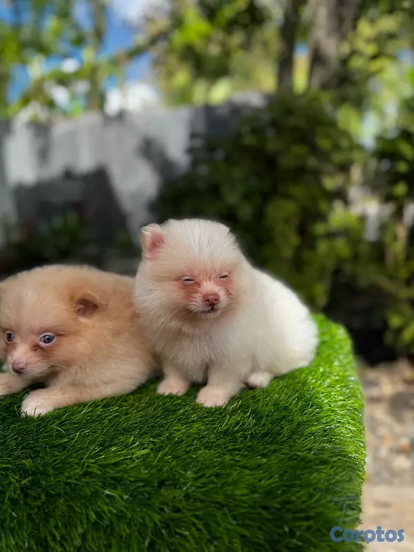animales y mascotas - Pomerania  5