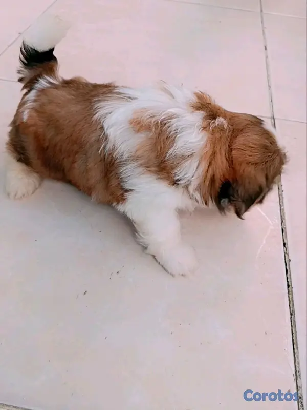 decoración y accesorios - cachorro 2