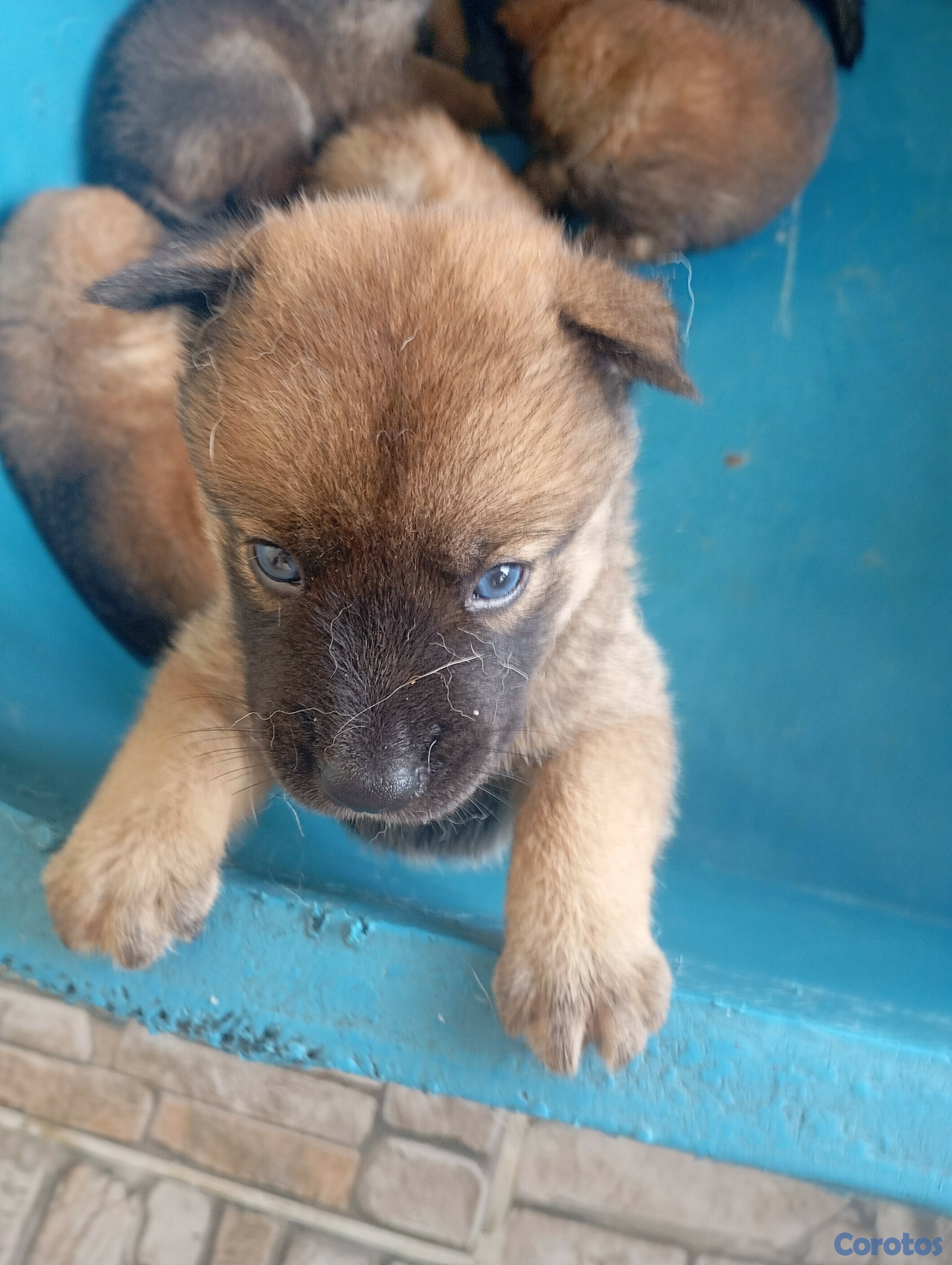 animales y mascotas - Husky con chow chow 2