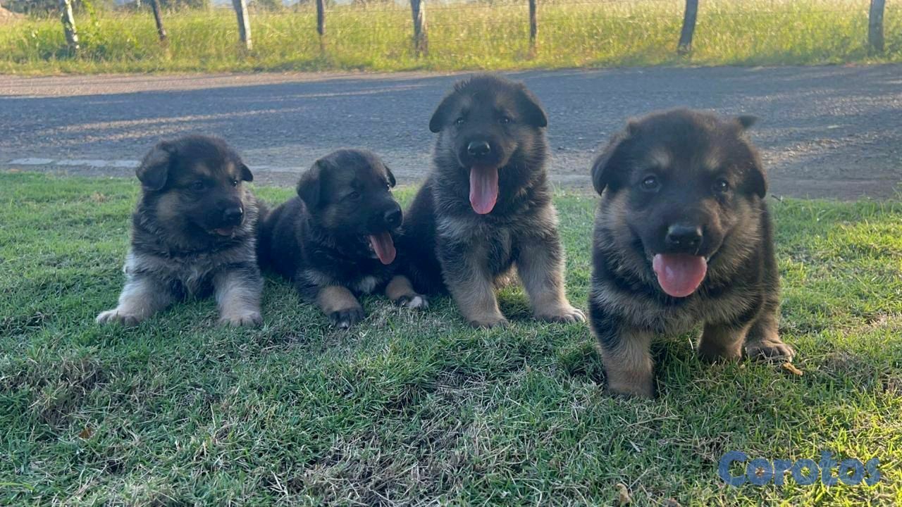 animales y mascotas - pastor alemán  2