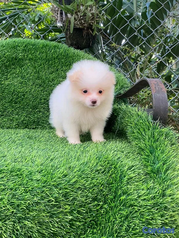 animales y mascotas - Hermosos cachorritos de Pomerania mini  3