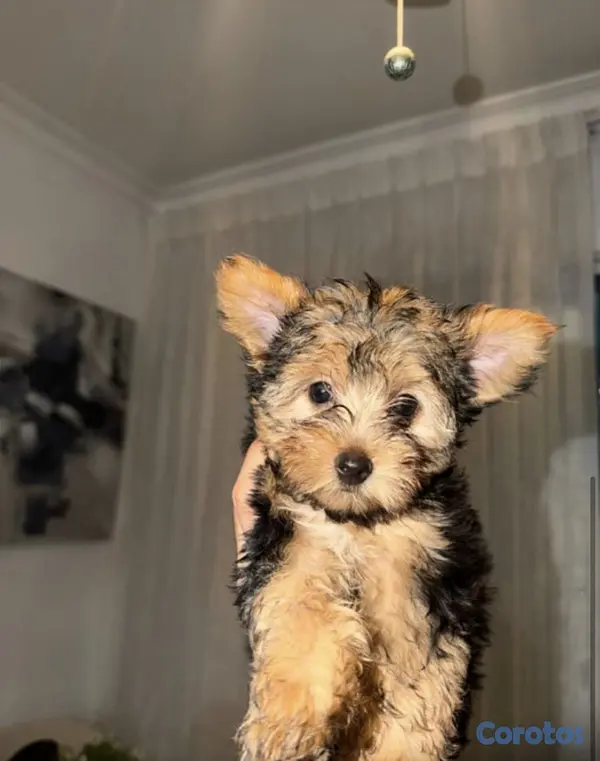 animales y mascotas - Hermosos yorkies en venta  3