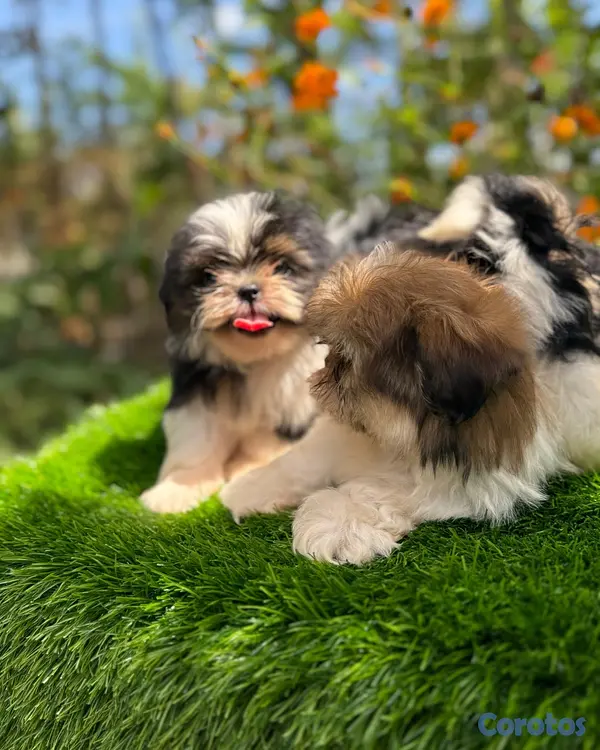 animales y mascotas - Cachorros Shitzo Mini Hembra 4