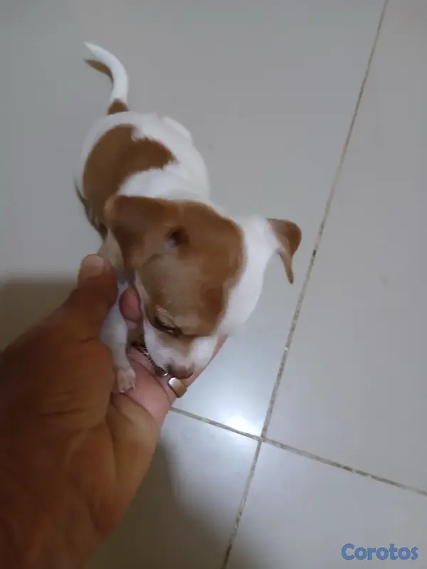 animales y mascotas - Jack Russell Terrier Mini  3