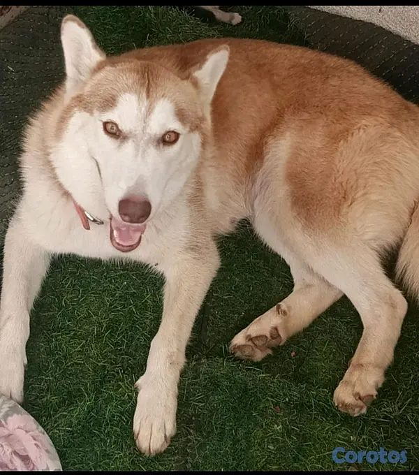 animales y mascotas - Hermosos Husky Siberianos Puros 5