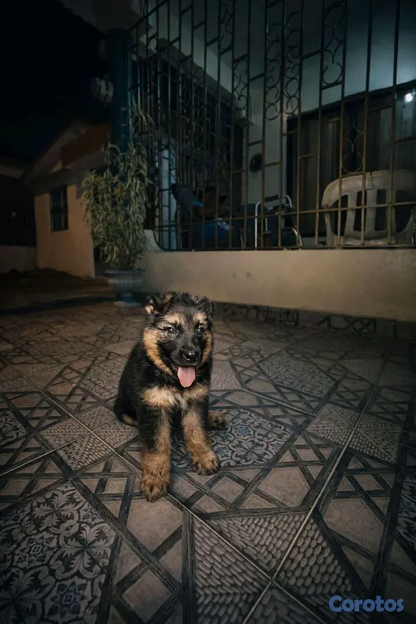 animales y mascotas - pastor alemán  2