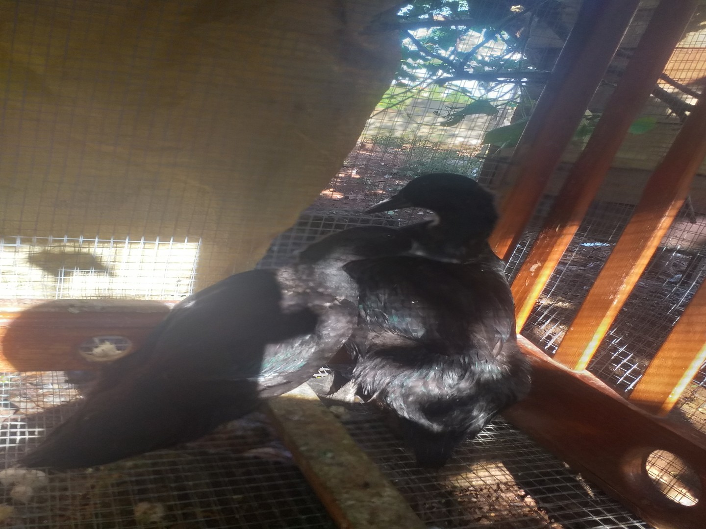 animales y mascotas - Pato cayuga velde''gallina grifa'' sedosa''ganso blanco''hanster''