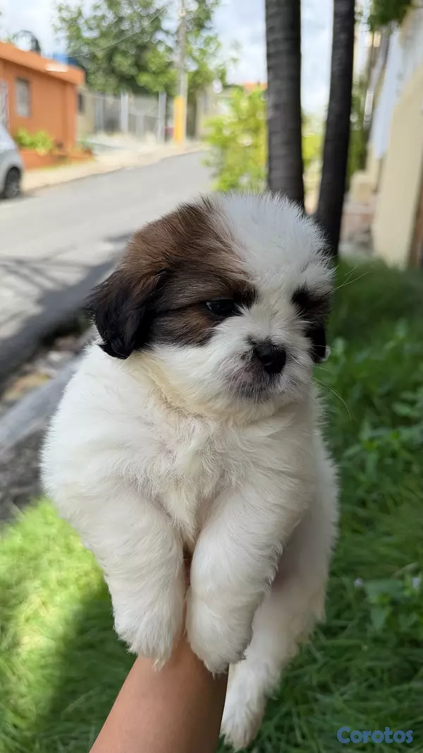 animales y mascotas - shipoo 3
