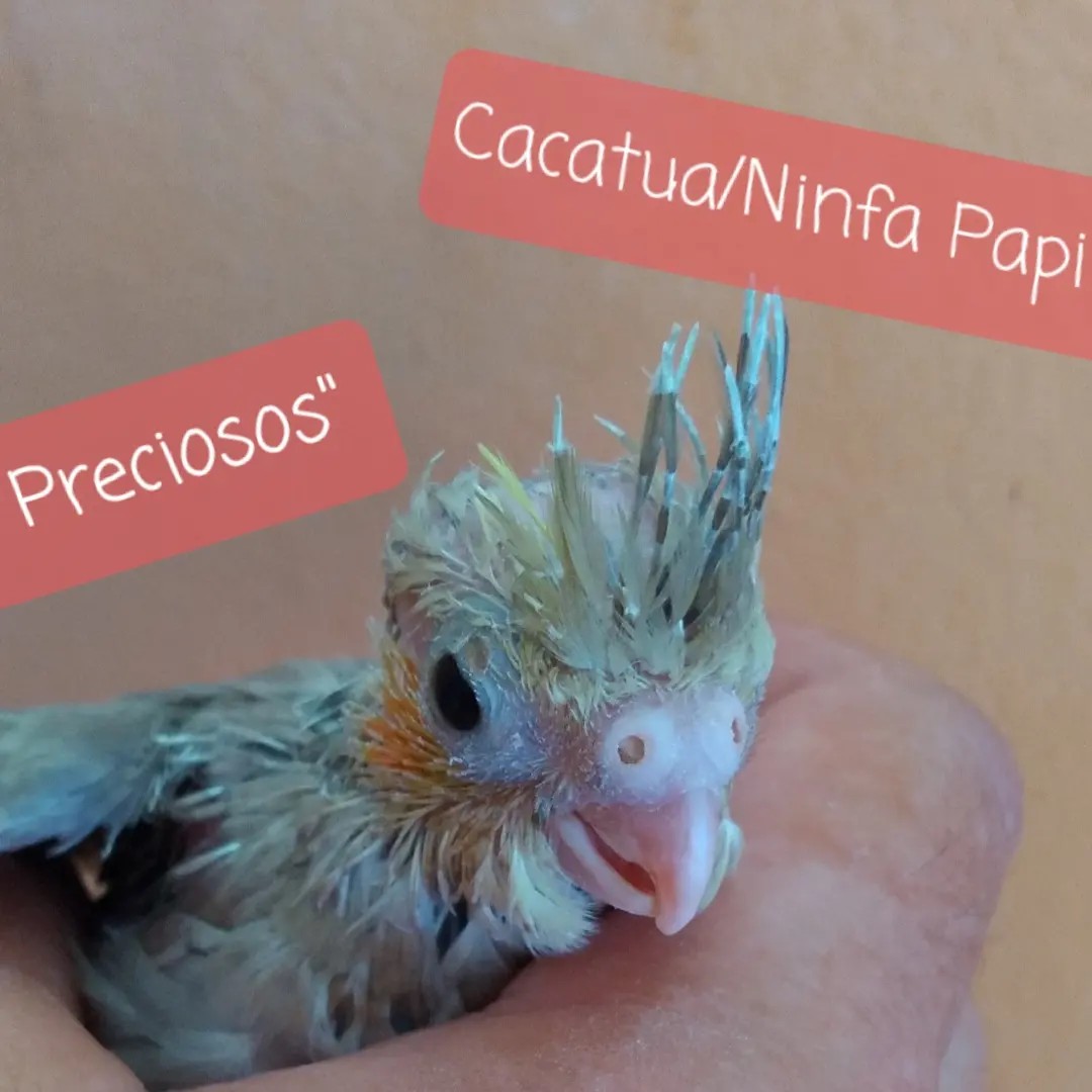 animales y mascotas - Aves papilleras, mansa joven y adultas y acesorios  0