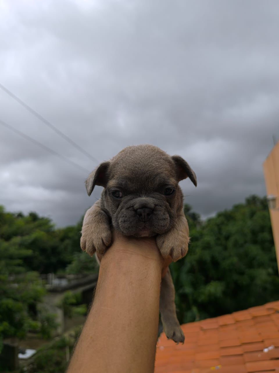 animales y mascotas - OFERTA CACHORRO BULLDOG FRANCES HEMBRA EN SANTO DO