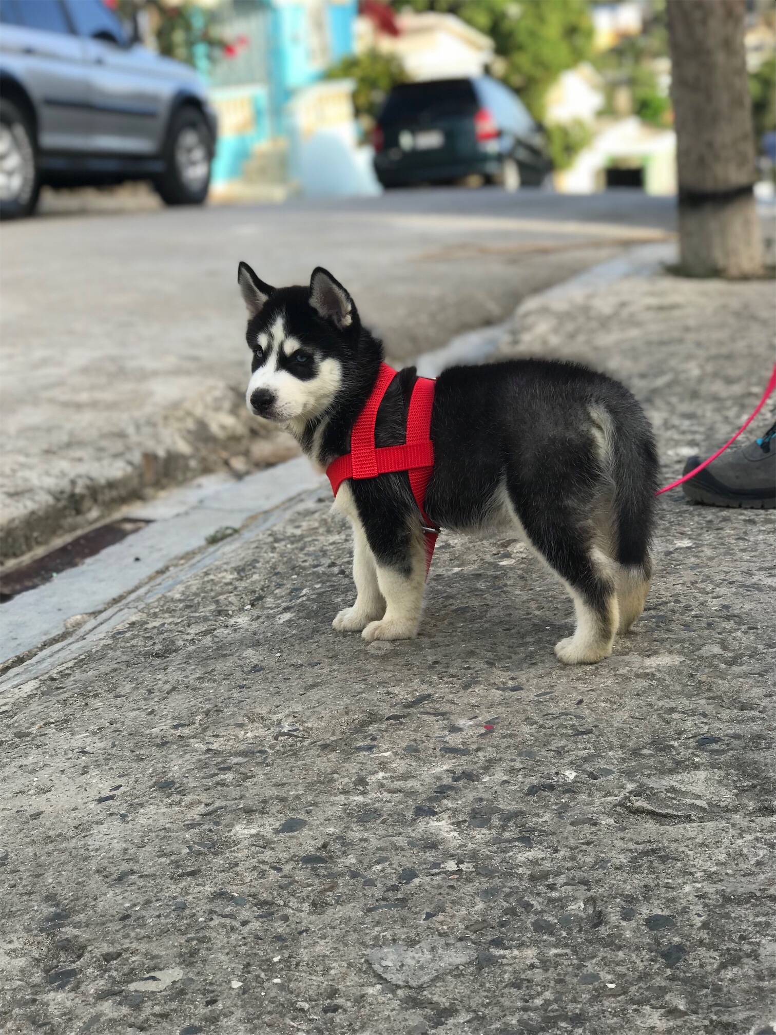 animales y mascotas - Cachorro de Husky Siberiano de 3 meses  5