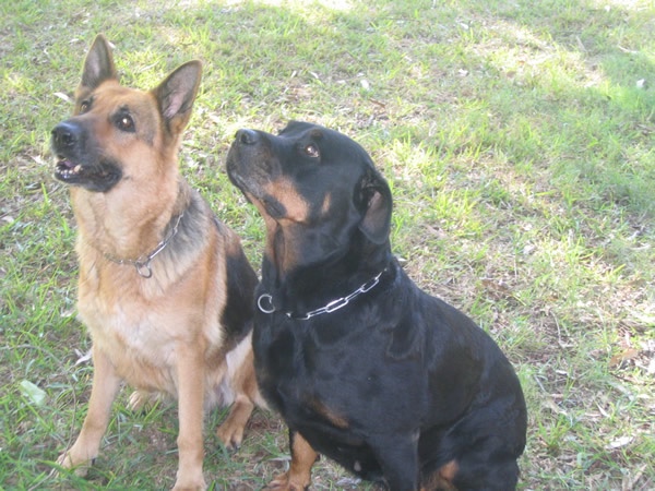 animales y mascotas - Perros Cruce Rottweiler Americano y Pastora Alemán Cachorros
