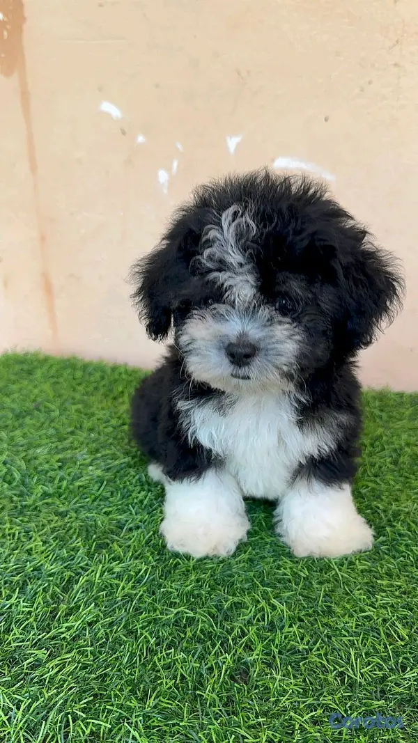 animales y mascotas - hermosos cachorritos shipoo toy  2