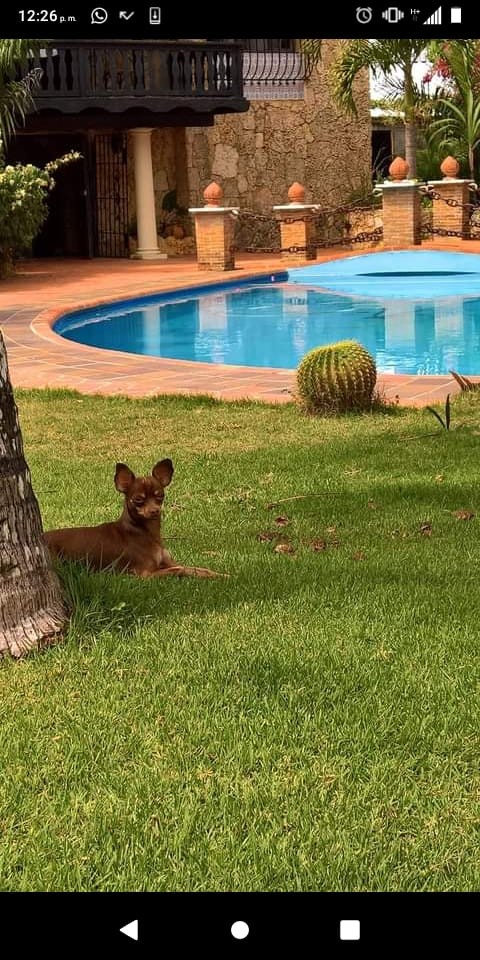 casas vacacionales y villas - Villa con Piscina en Boca Chica  4