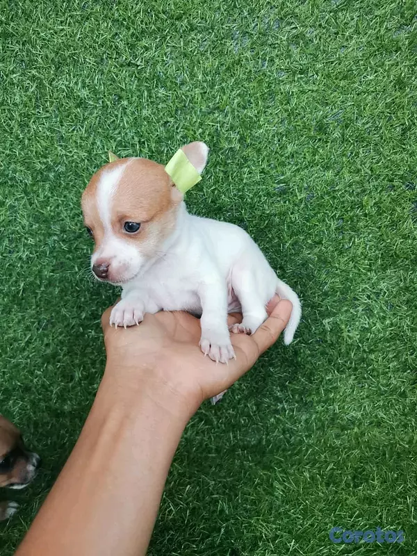 animales y mascotas - hermosos cachorritos de Chihuahua  7