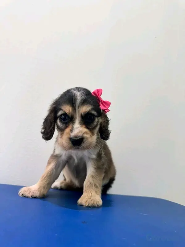 animales y mascotas - hermosos cachorritos de cocker spaniel 6