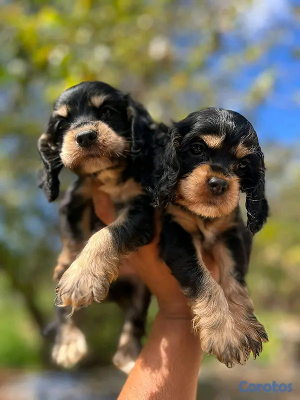 animales y mascotas - hermosos cachorritos de cocker  3