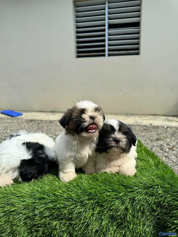 animales y mascotas - cachorro shipoo 4