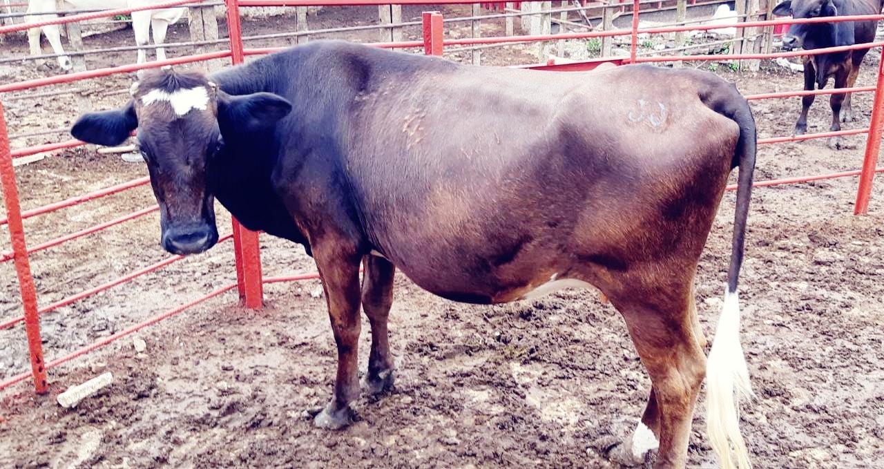 animales y mascotas - vaca lechera pardo suizo 8 meses de preñes. 