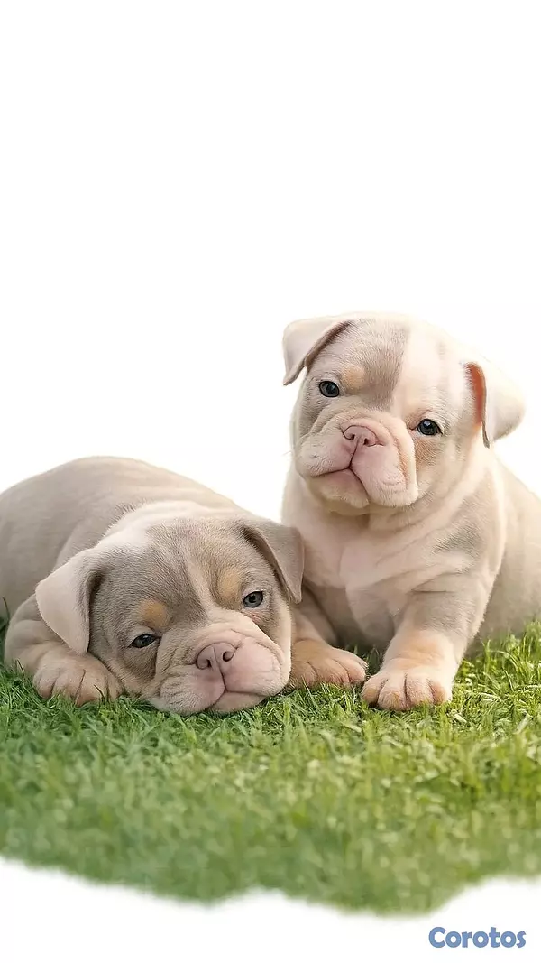 animales y mascotas - hermosos Cachorros de buldog inglés  2