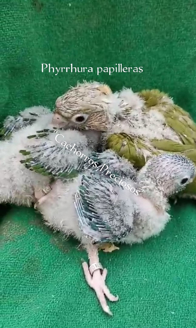 animales y mascotas - Aves papilleras, mansa joven y adultas y acesorios  1