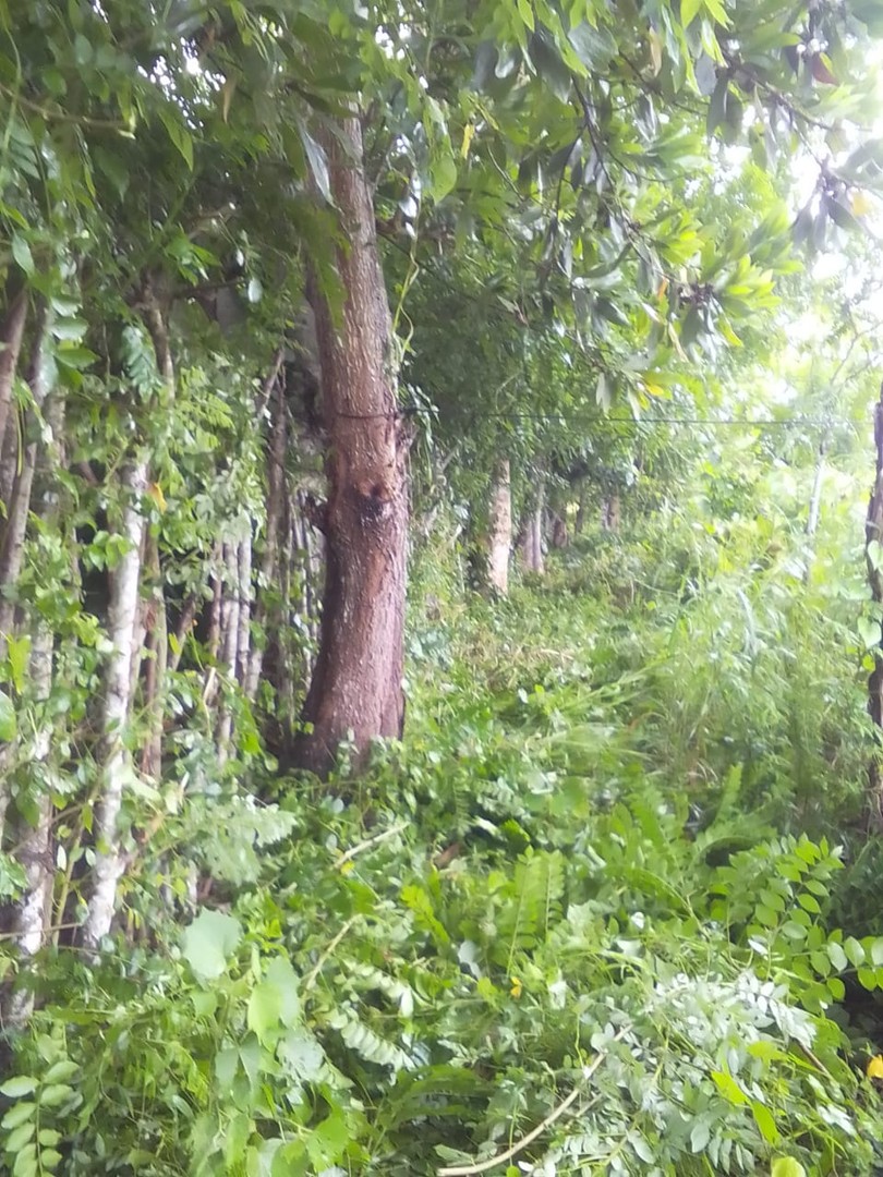 solares y terrenos - Finca 300 tarea con rio en bayaguana sembrada de arboles de madera.