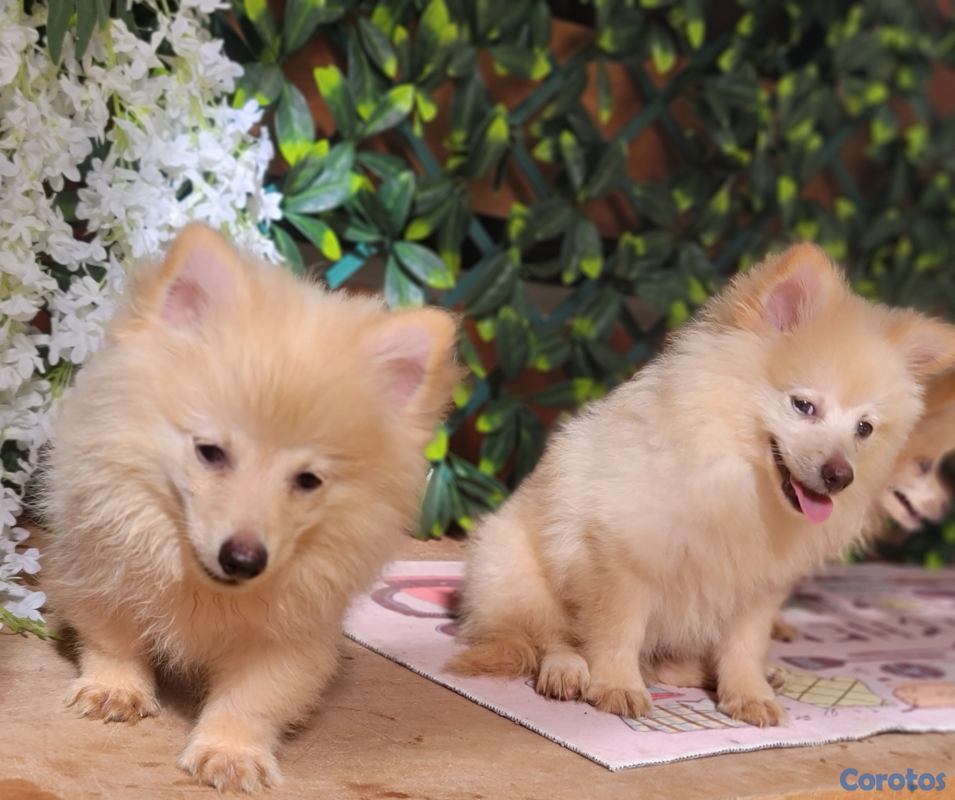 animales y mascotas - Cachorros Pomeranias macho disponible 3