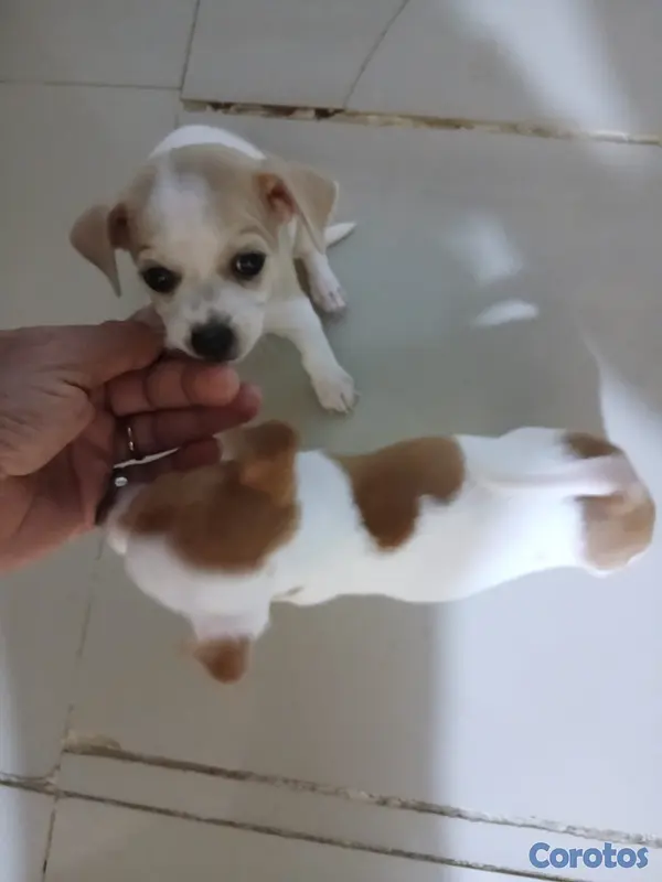 animales y mascotas - Jack Russell Terrier Mini  4