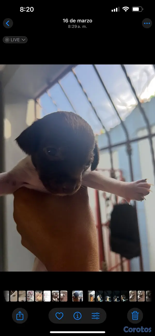 animales y mascotas - cachorros Chihuahua  4