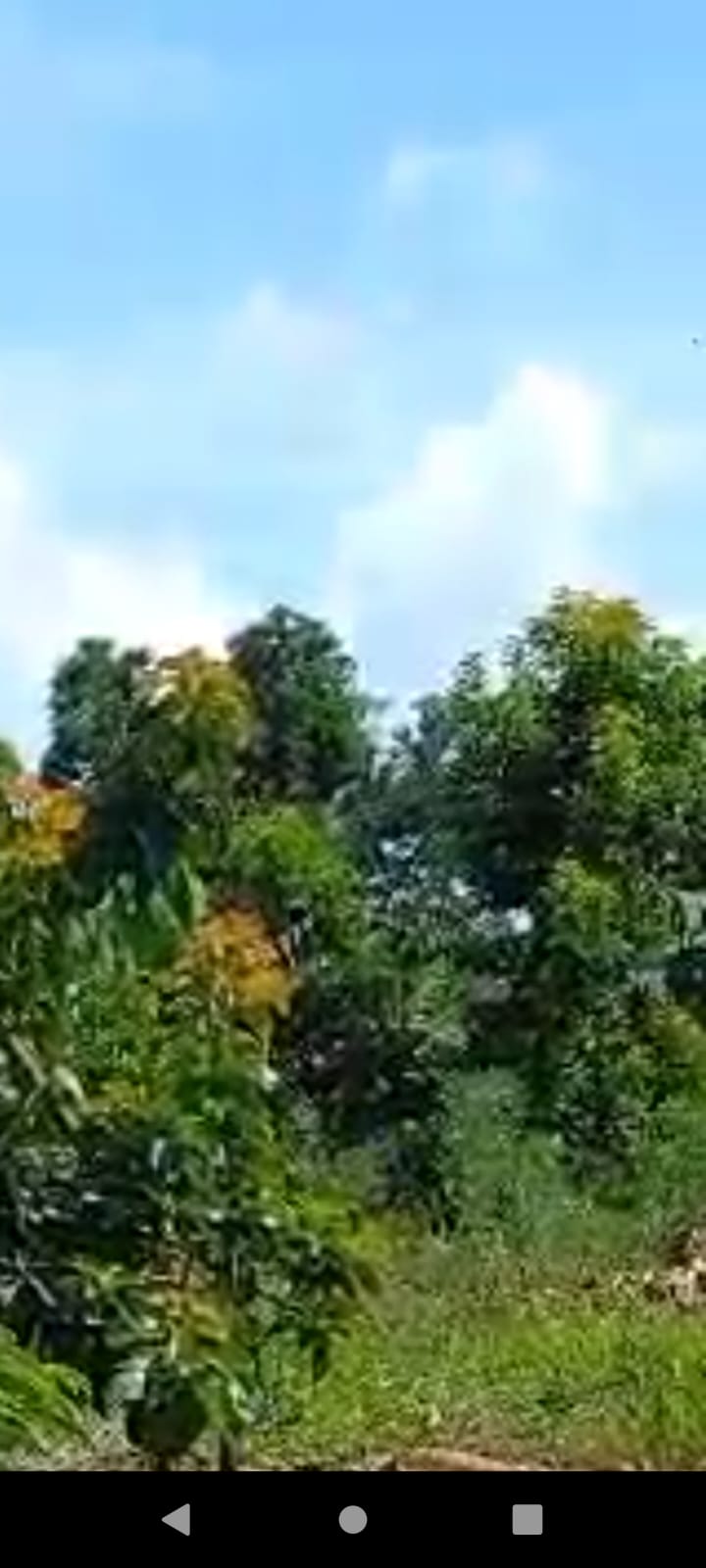 solares y terrenos - Finca Agroforestal 2,400 tareas, Loma de Cabrera 0