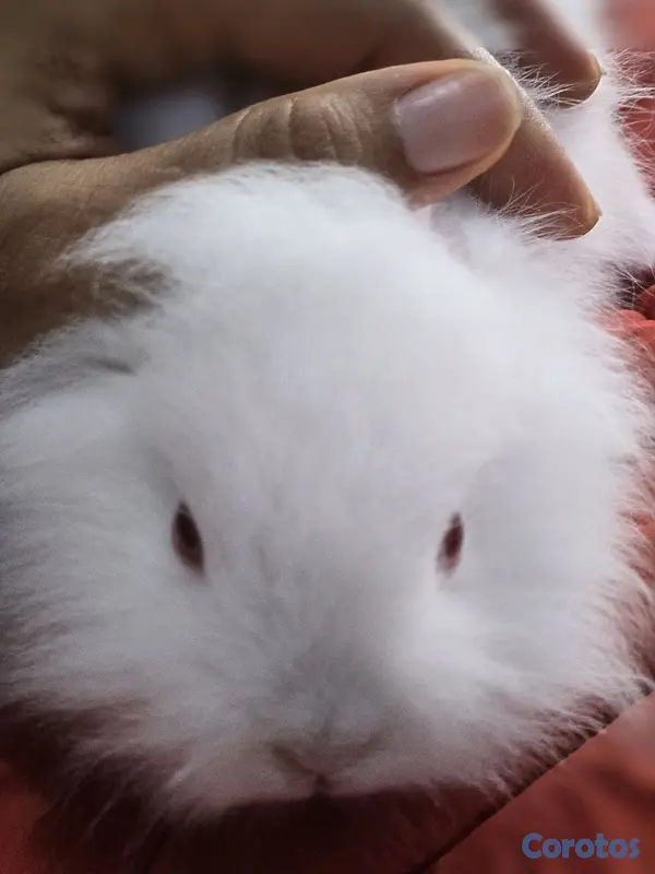 animales y mascotas - conejo cabeza de leon,angora 6