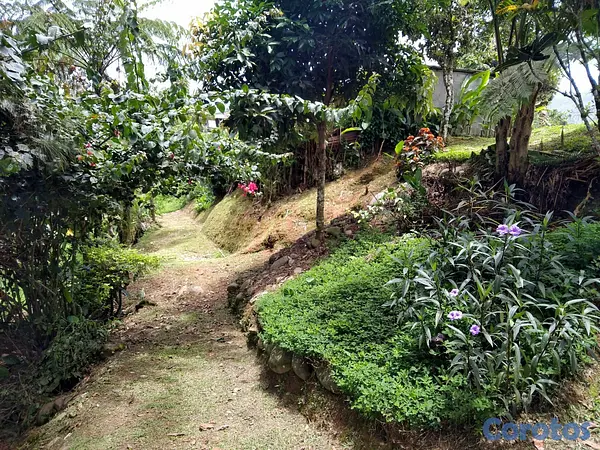 solares y terrenos - SE VENDE HERMOSA FINCA EN EL CACAO de San Cristoba 12