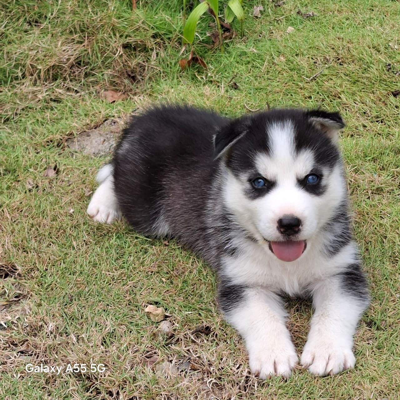 animales y mascotas - Husky siberiano hembras y machos. Huski, dog, pet,