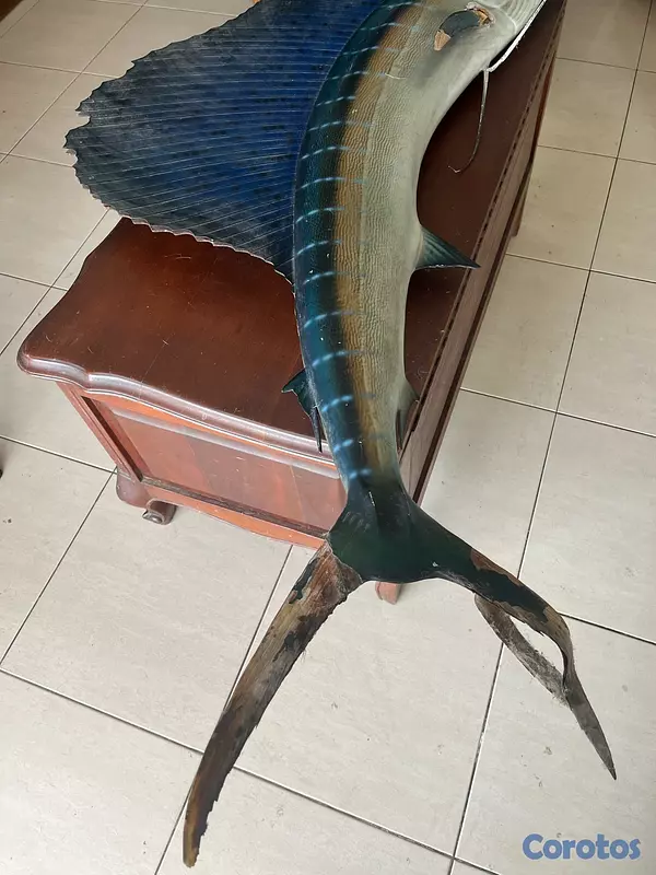 decoración y accesorios - Disecado de marlín azul 5