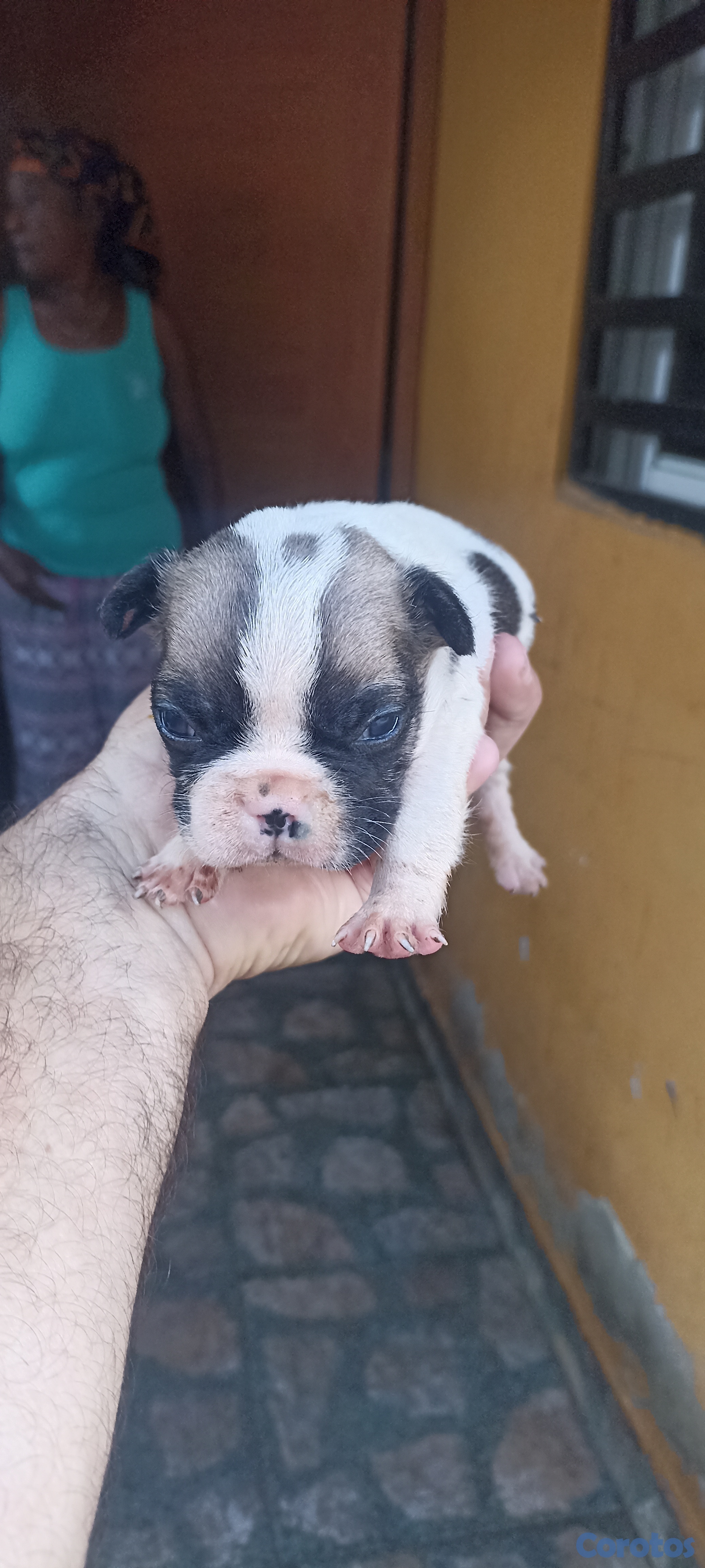 animales y mascotas - Bulldog francés 5 cachorros  2