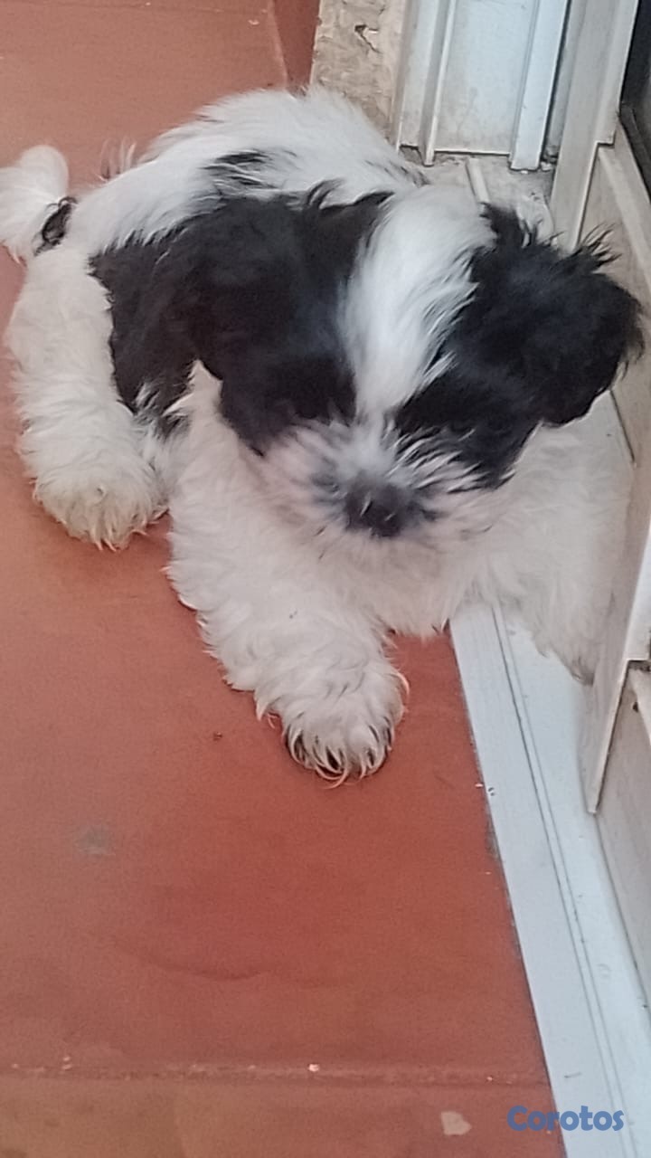animales y mascotas - Shihzut hembra 2 meses  1