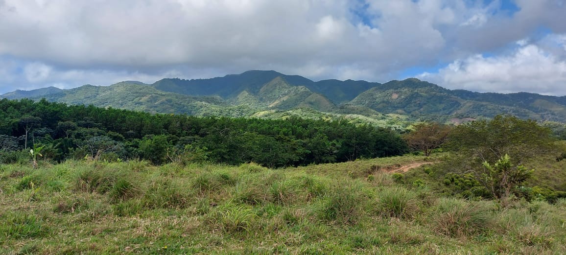 solares y terrenos - Finca en Nisibon de 3mil tareas ganadera y sembrado de Coco 8