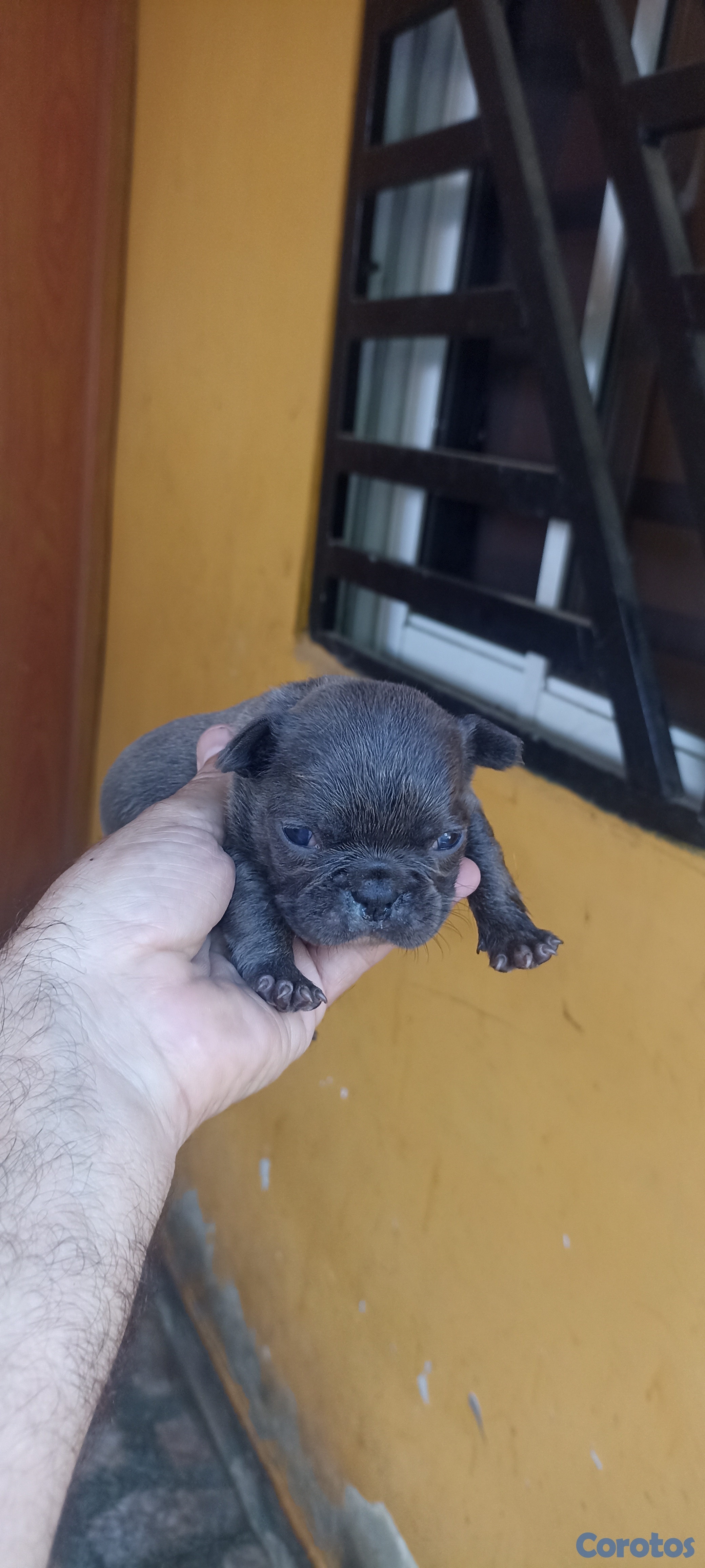 animales y mascotas - Bulldog francés 5 cachorros  3