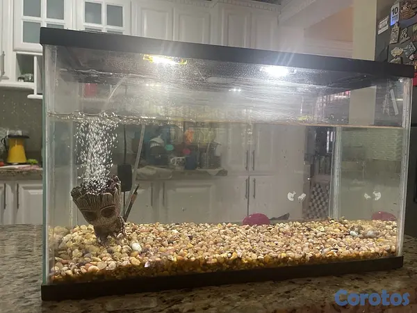 decoración y accesorios - vendo pecera con oxigenador de oportunidad en RD$2500 2