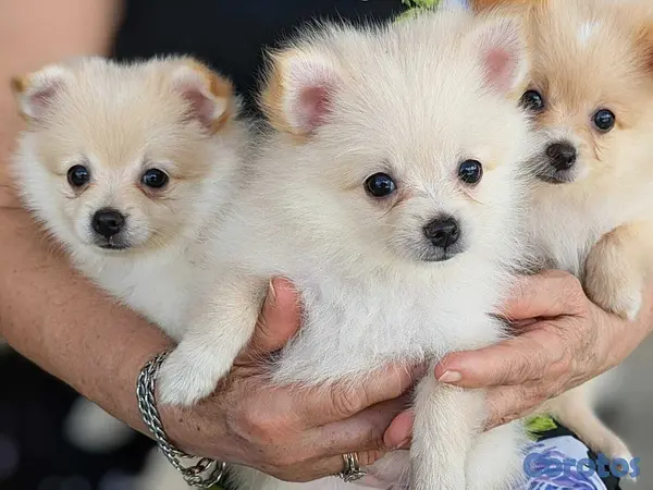 animales y mascotas - Cachorras Pomerania Pomeranian puppies Mar 20 3