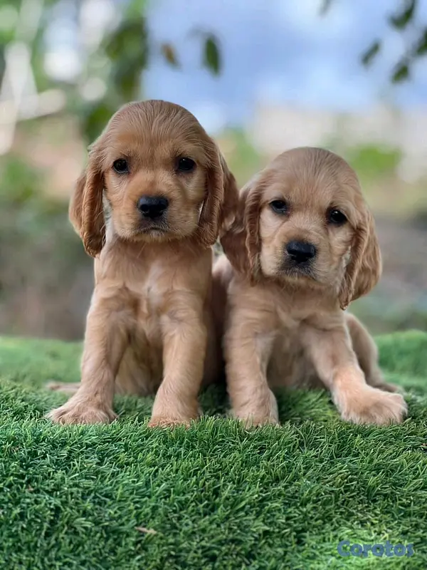 animales y mascotas - hermosos cachorritos de cocker spaniel 4