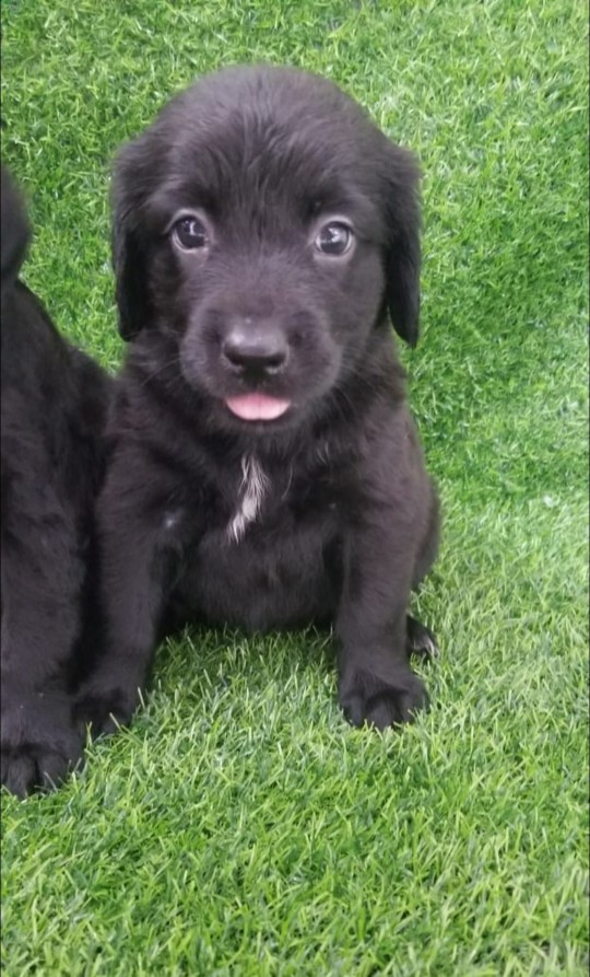 animales y mascotas - Labrador retriever pelo liso 