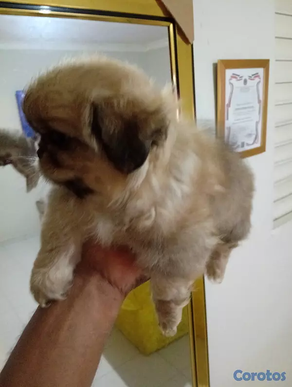 animales y mascotas - Pekines/pequines macho  3