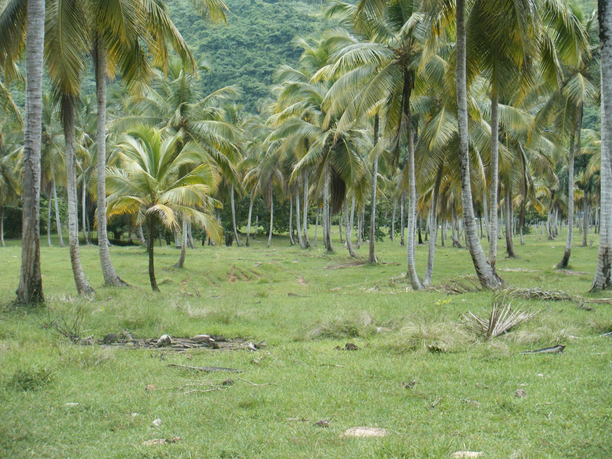 solares y terrenos - Terreno en venta en Samana 2