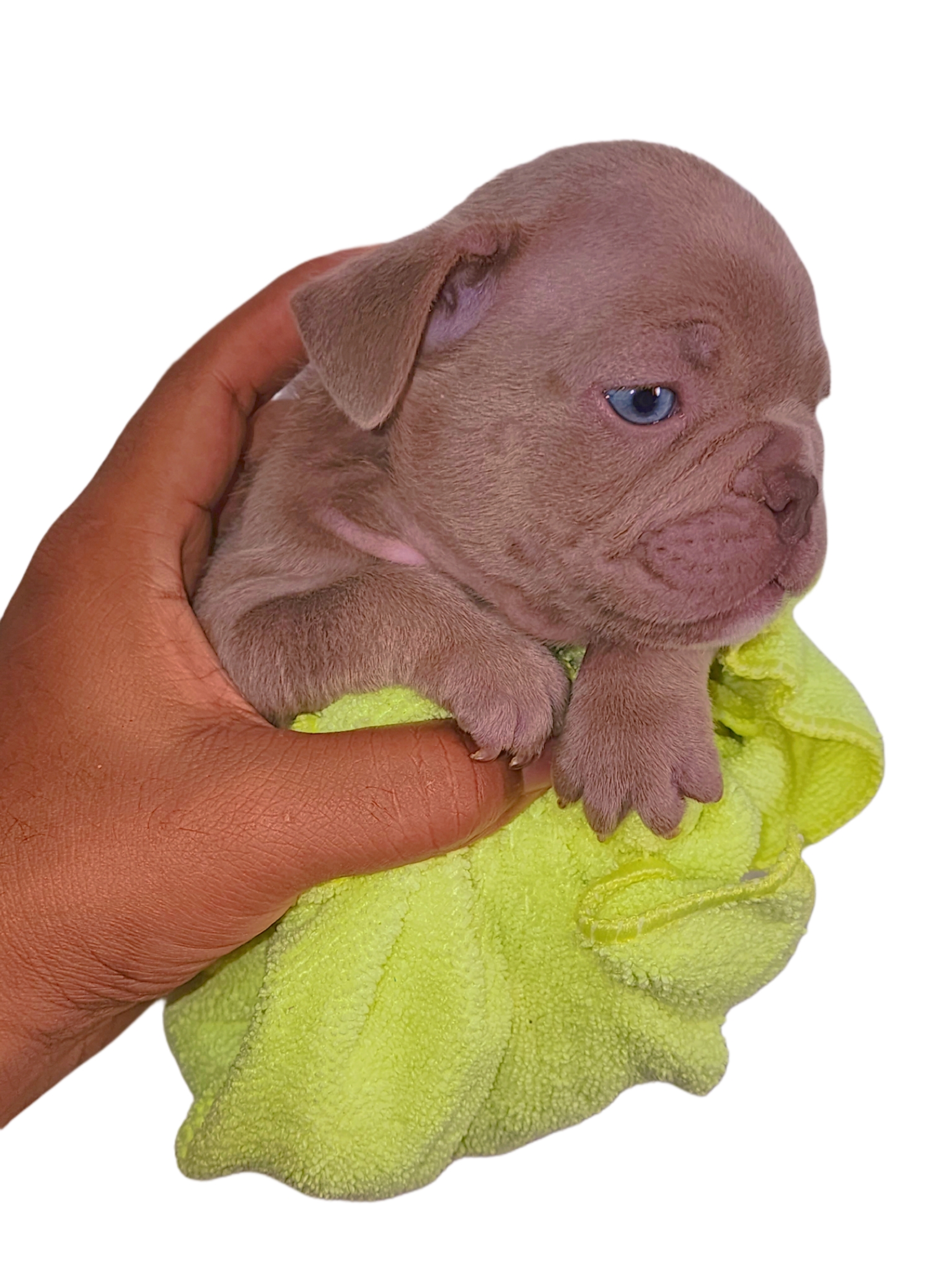 animales y mascotas - Bulldog frances 