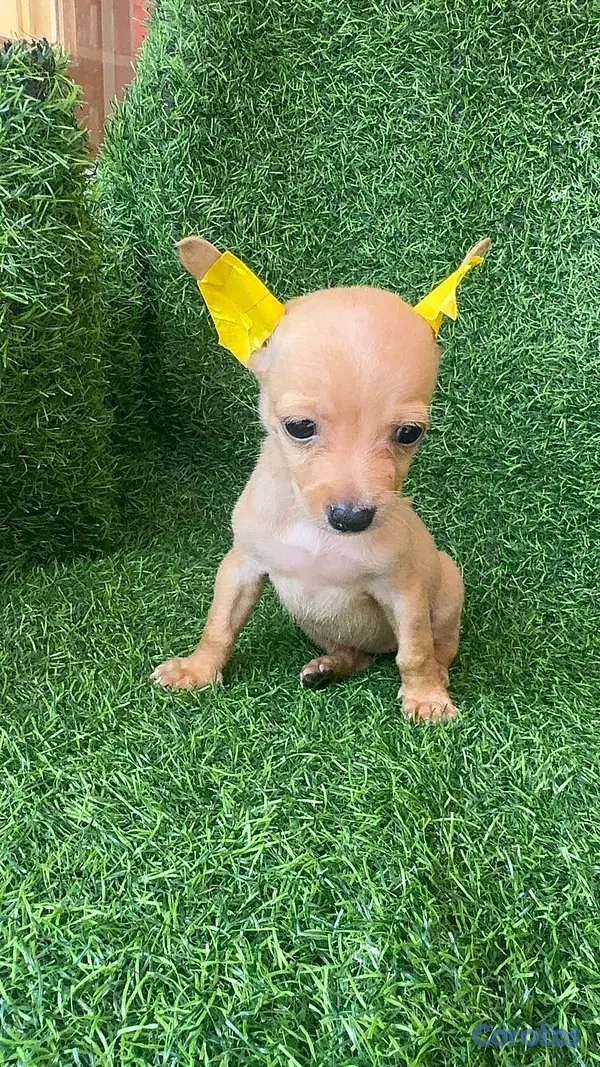 animales y mascotas - hermosos cachorritos de Chihuahua  7