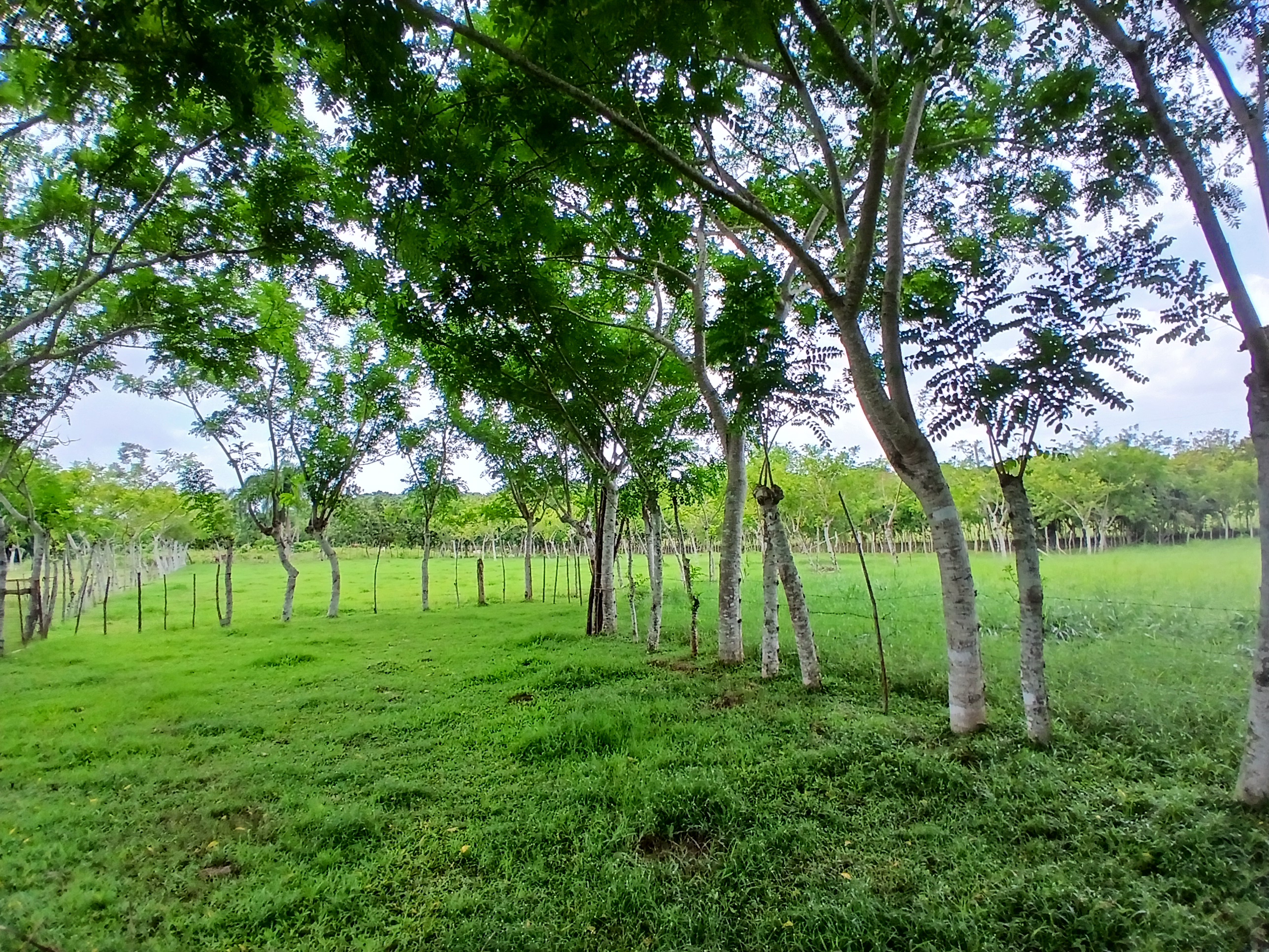 solares y terrenos - Finca  7
