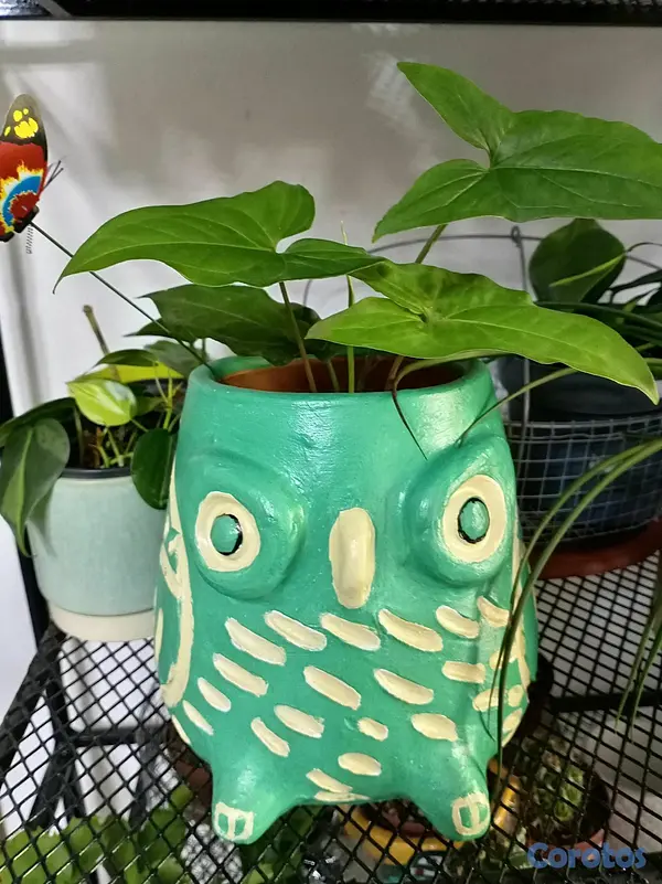 herramientas, jardines y exterior - Plantas ornamentales para ti  9