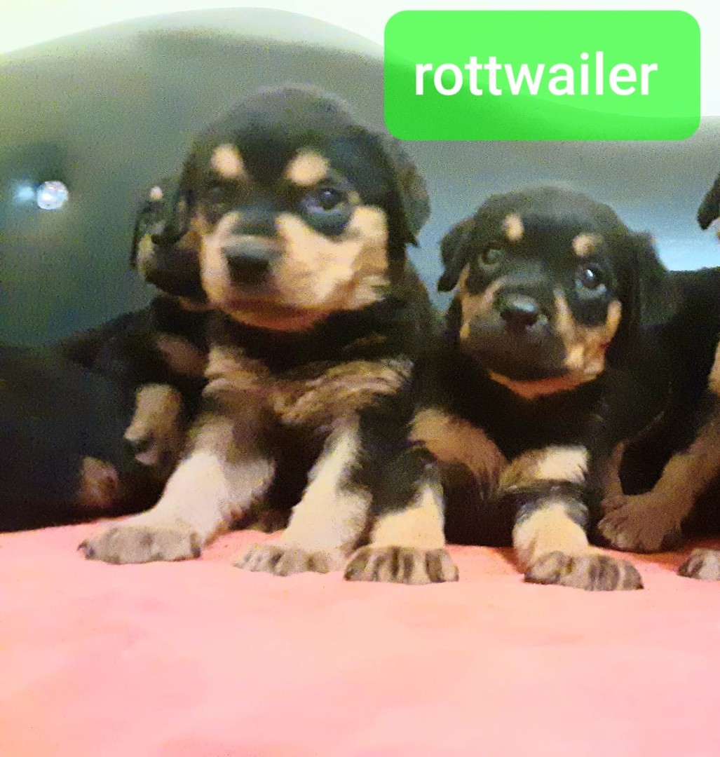 animales y mascotas - Rottweiler